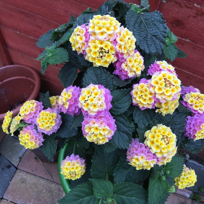 camara lantana en fleurs