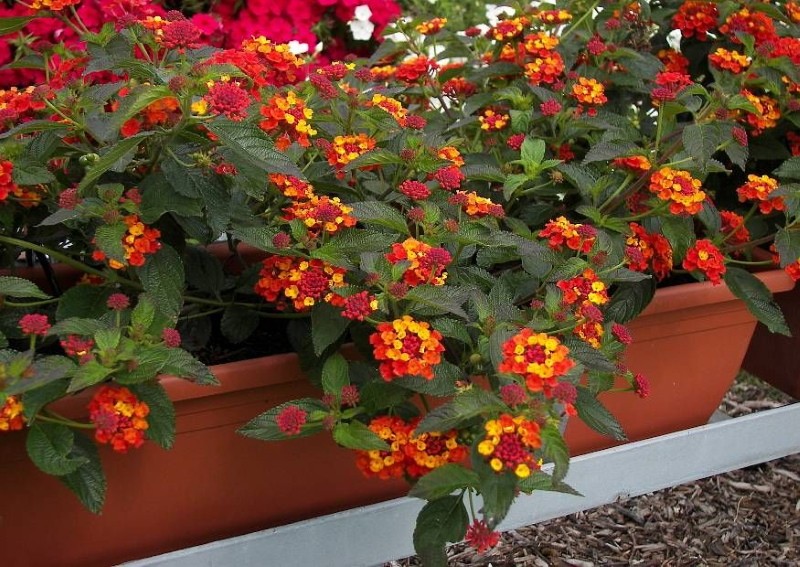 lantana camara dans un pot