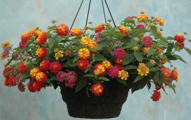 comment faire pousser la lantana camara à la maison