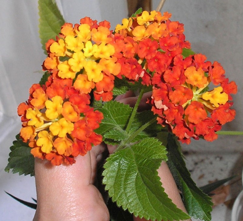 lantana camara