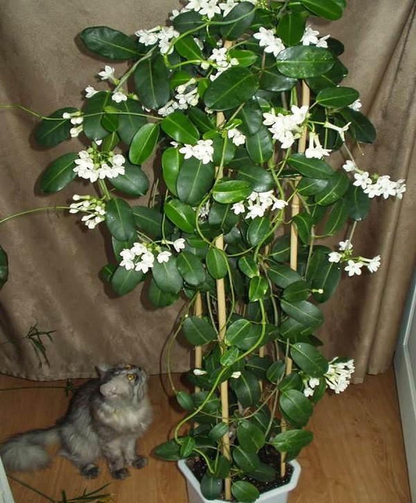 jasmin de Madagascar