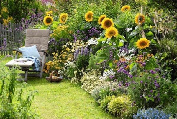 site de plantation de tournesol