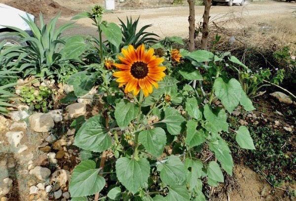 riego moderado de girasol