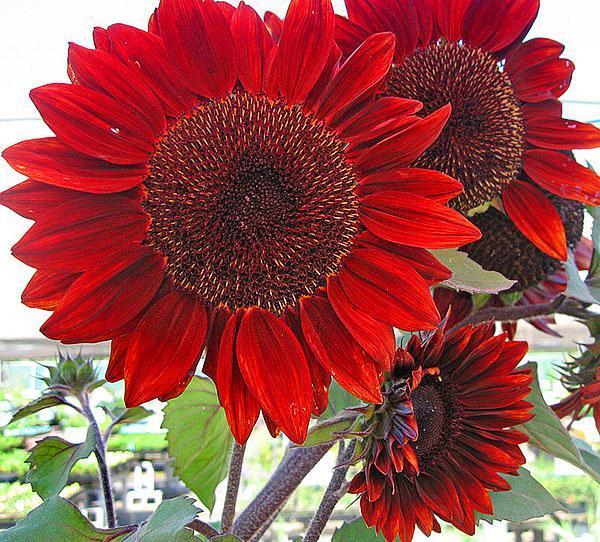 flor de helianthus rojo