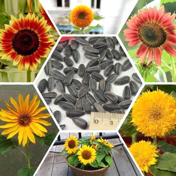 tournesols décoratifs de différentes variétés