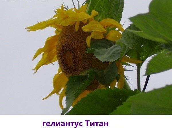 helianthus titanio