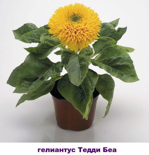 helianthus teddy bea