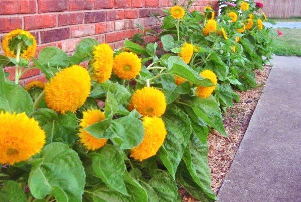 cama de flores con girasoles decorativos