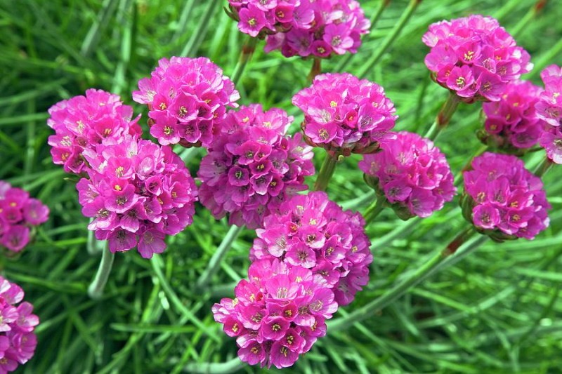 inflorescencias de armeria