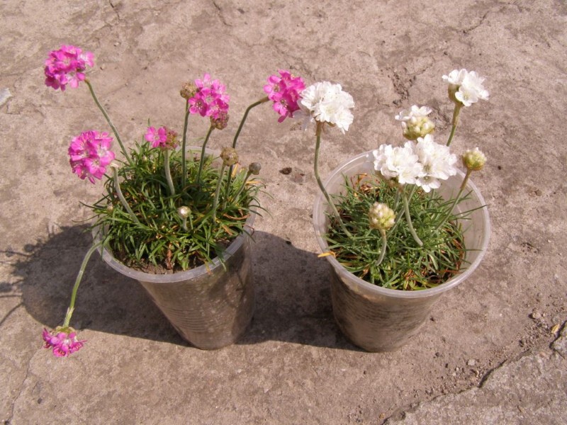 arbolitos de armeria