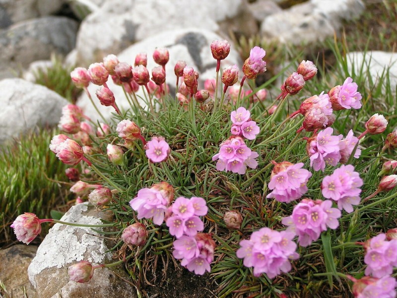 Armeria plantando y cuidando fotos de plantas.