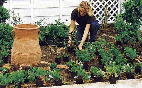 Plantar plántulas de hoja perenne de Iberis