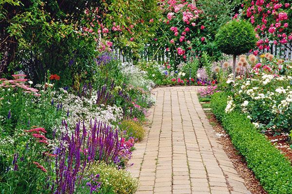 Iberis perenne en el jardín