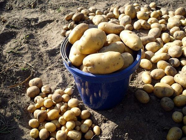 patatas para almacenamiento