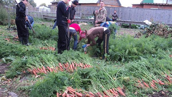 cosechando zanahorias