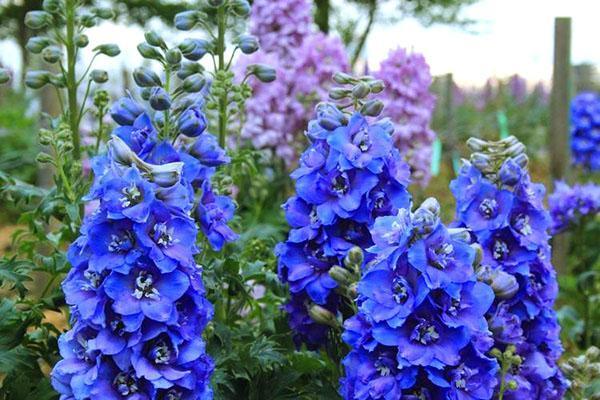 vivaces dans les parterres de fleurs en juin