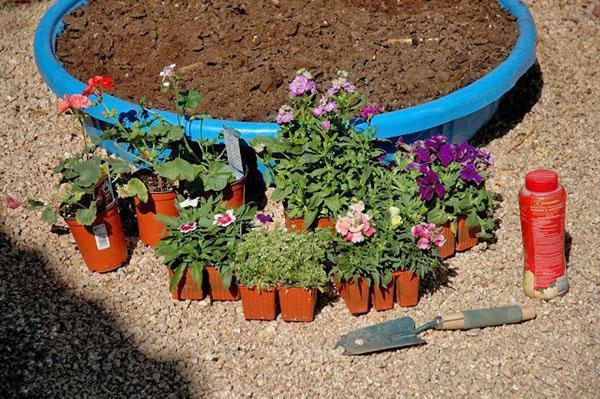 bienales de plantación