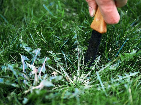enlever les mauvaises herbes sur la pelouse