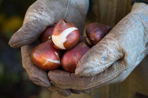 récolte des bulbes de fleurs de printemps pour le stockage