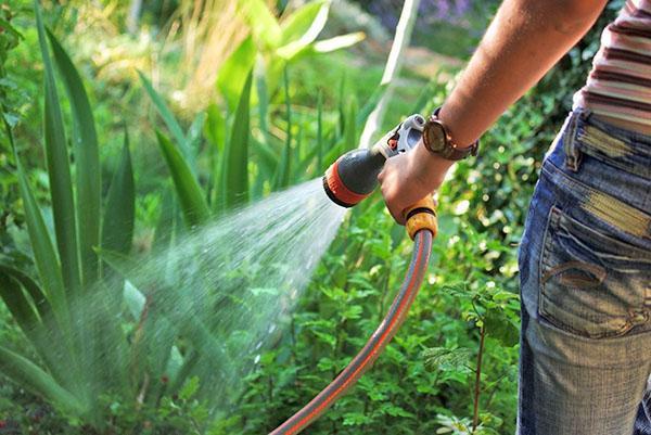 humidité pour les fleurs dans les parterres de fleurs