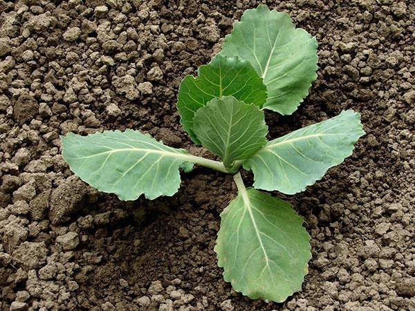 plantar variedades tardías de repollo