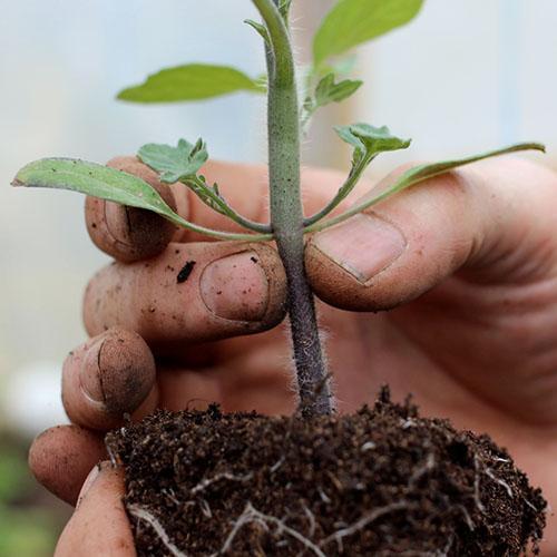 cuidado de las plántulas de tomate plantadas