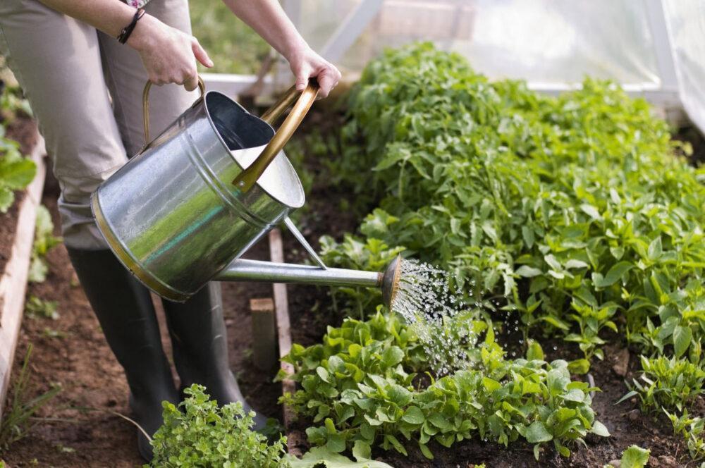riego regular de verduras