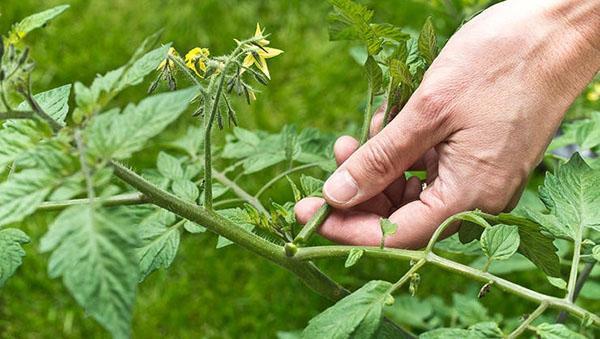 pincer la tomate