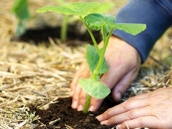 plantar plántulas de pepinos