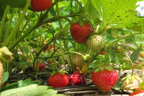 las fresas maduran en el jardín