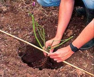 Plantando rosas en el suelo