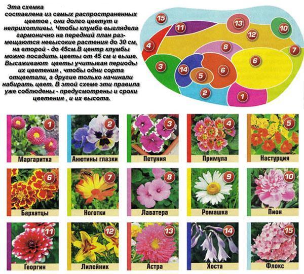 El esquema de un macizo de flores de plantas comunes.