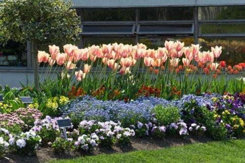 Un bon exemple de parterre de fleurs