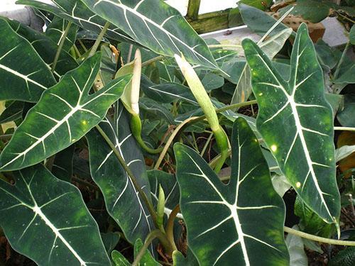 Alokazia amazon libère des boutons floraux
