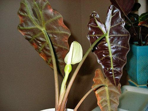 Floraison délicate d'alocasia rouge cuivré
