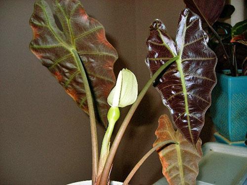 Delicada floración de alocasia rojo cobre.