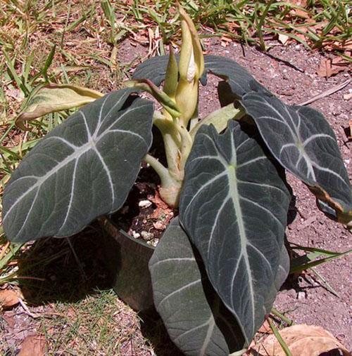 Velours côtelé noir fleur Alocasia
