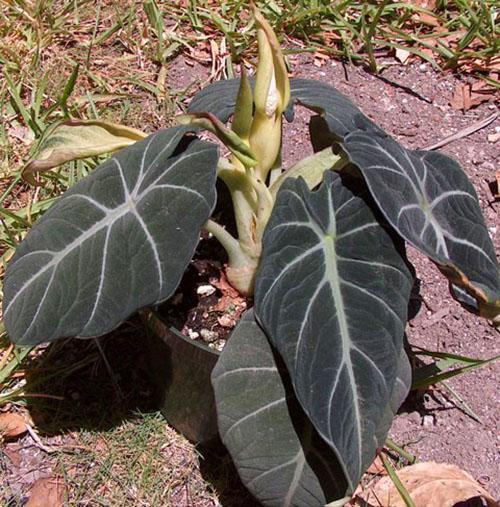 Flor de alocasia pana negra