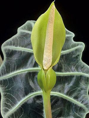 La alocasia floreció en casa