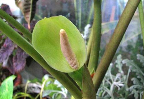 Après la floraison, la plante a besoin de se reposer dans un endroit isolé.