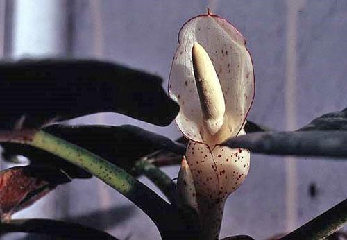 Delicada flor inusual de alocasia de lóbulos largos