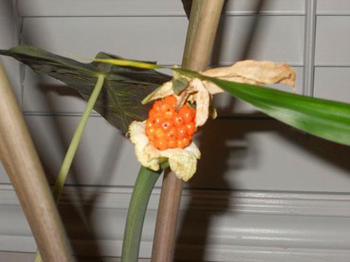 Graines d'alocasia odorantes