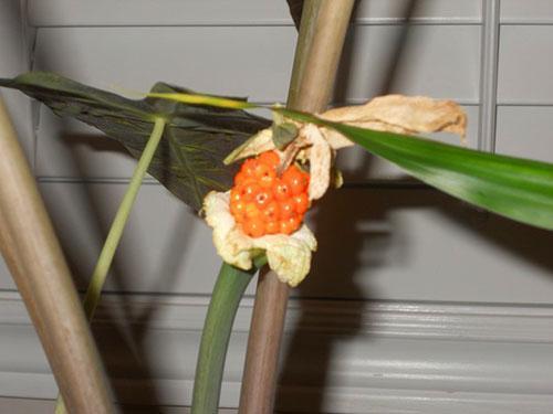 Semillas de alocasia olorosas