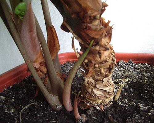 De nouvelles pousses d'alocasia sont apparues