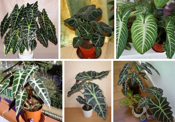 Divers alocasia à la maison