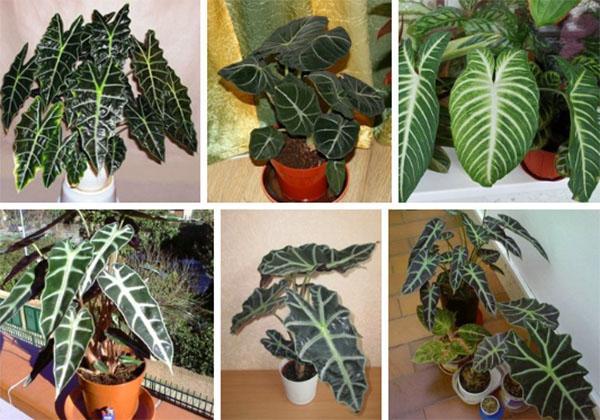 Varias alocasia en casa