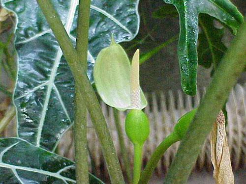 Le résultat des soins du propriétaire de l'alocasia