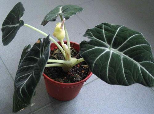 Alokazia black Velveteen a sorti un pédoncule