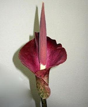 Flor aromática de alocasia