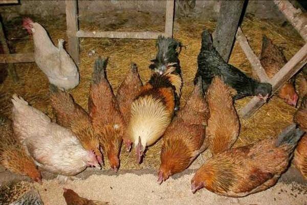 Tener gallinas en un gallinero